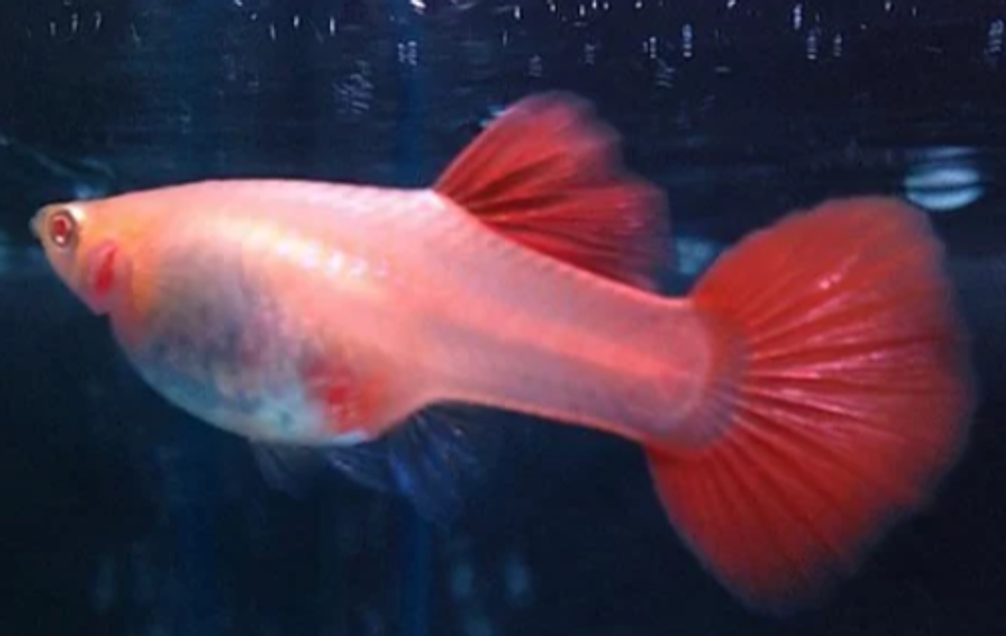 Buy Albino Full Red Guppy Pairs AngelHub Aquatics From Largest Online