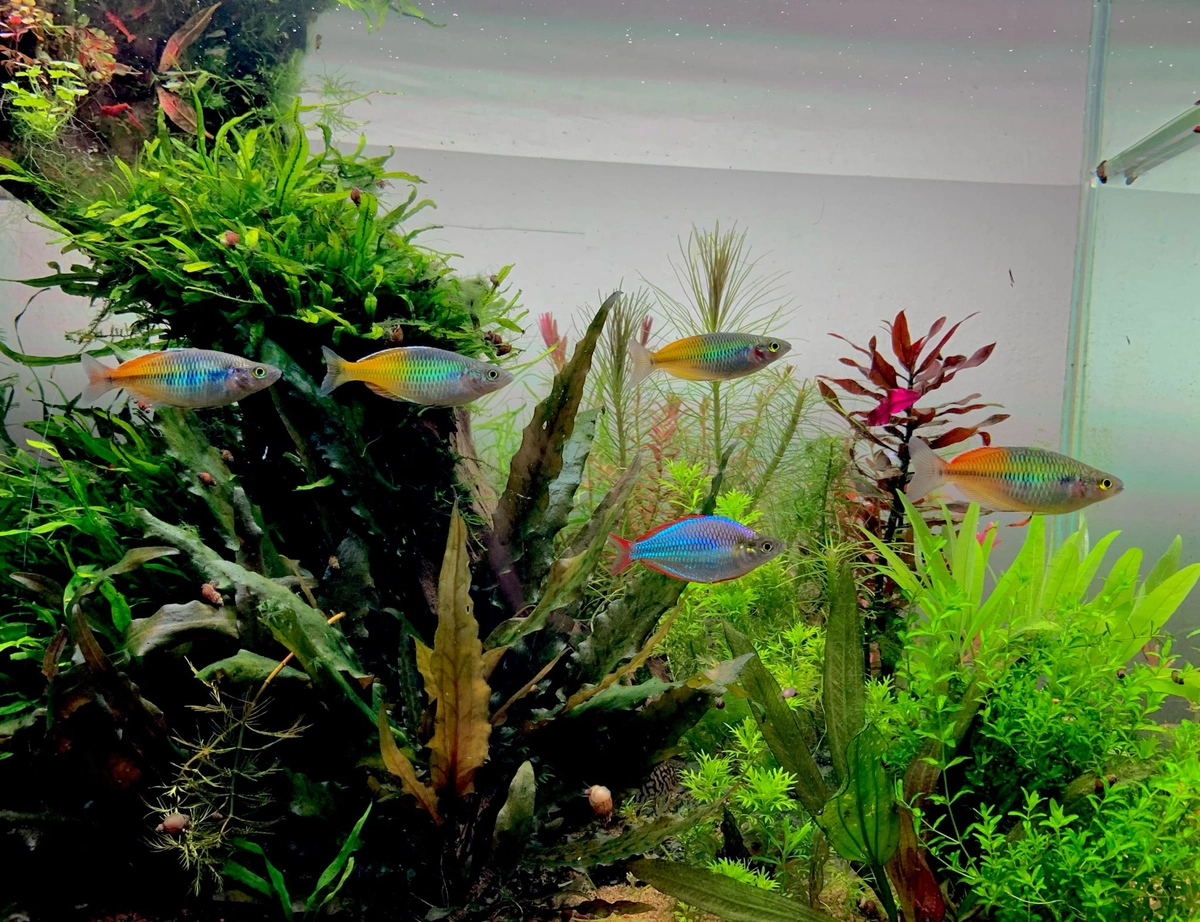 rainbow fish aquarium
