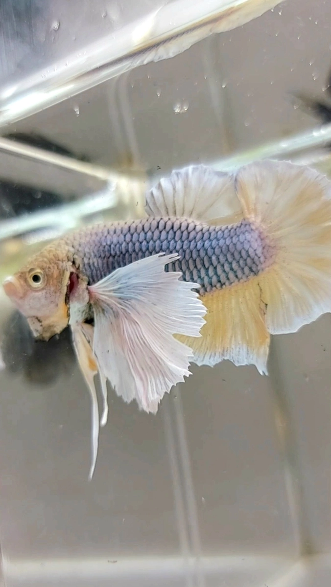 Koleksi Cupang Bandung PLAKAT SUPER DUMBO EAR PINEAPPLE TOP BETTA FISH