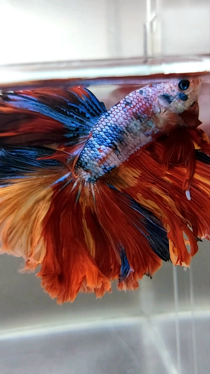 Koleksi Cupang Bandung HALFMOON OVERTAIL ROSETAIL NEMO SUPER MULTICOLOR TOP BETTA FISH