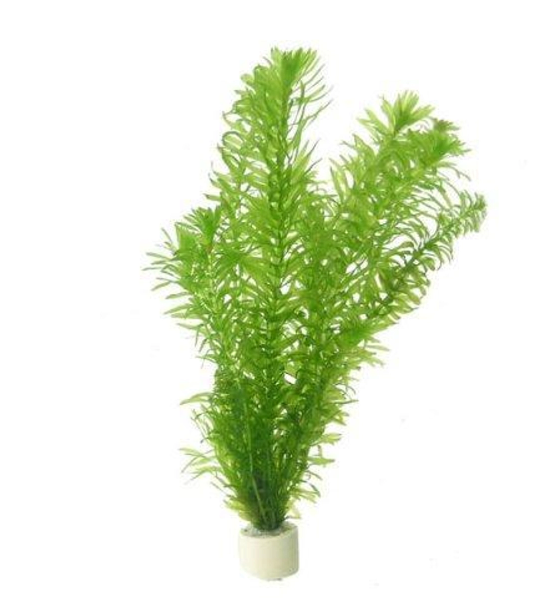 Buy TCulture Egeria Densa (Hydrilla) | East Ocean Aquatic from Largest ...