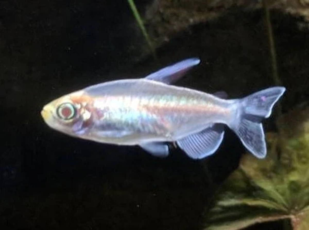 FishList by DesmondLim Teck Whye - Albino Congo Tetra 3cm x 5pc