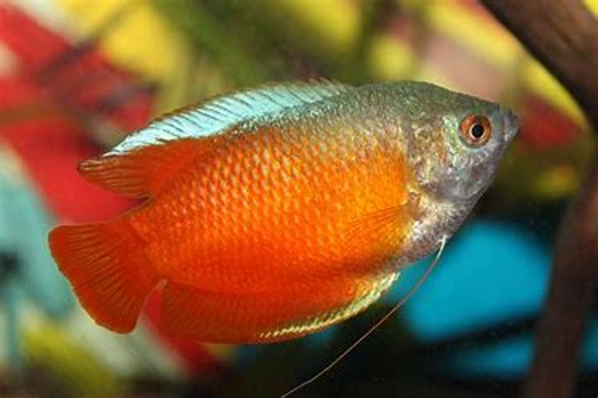 Buy Blood Red Dwarf Gourami (Male) 3cm x 5pc | FishList by DesmondLim ...