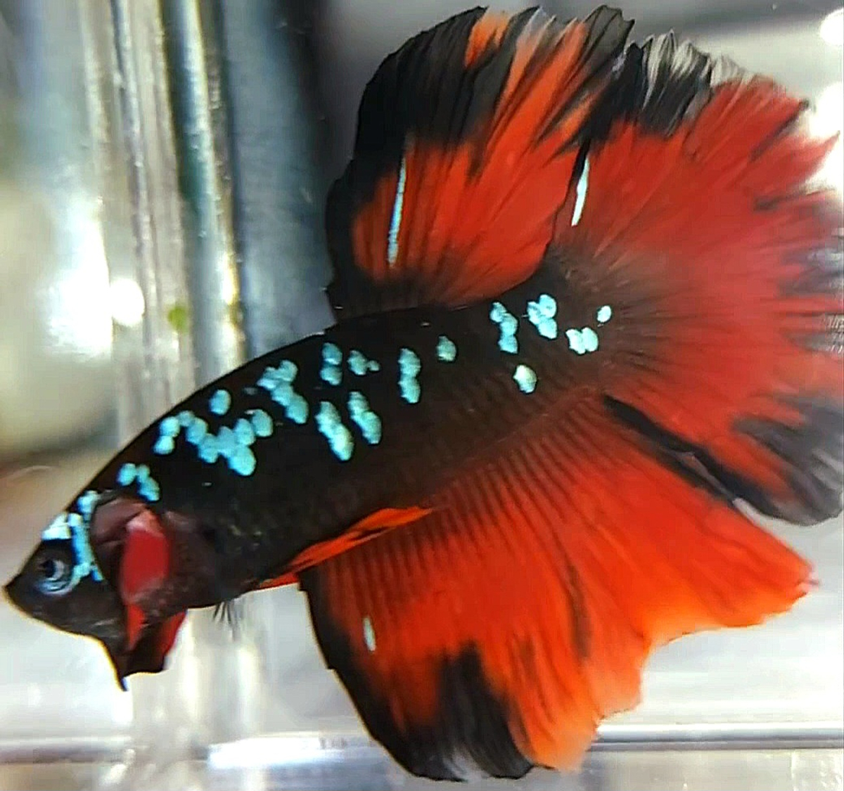 Koleksi Cupang Bandung - HALFMOON BLACK GALAXY BLUE AVATAR RED VAMPIRE ...