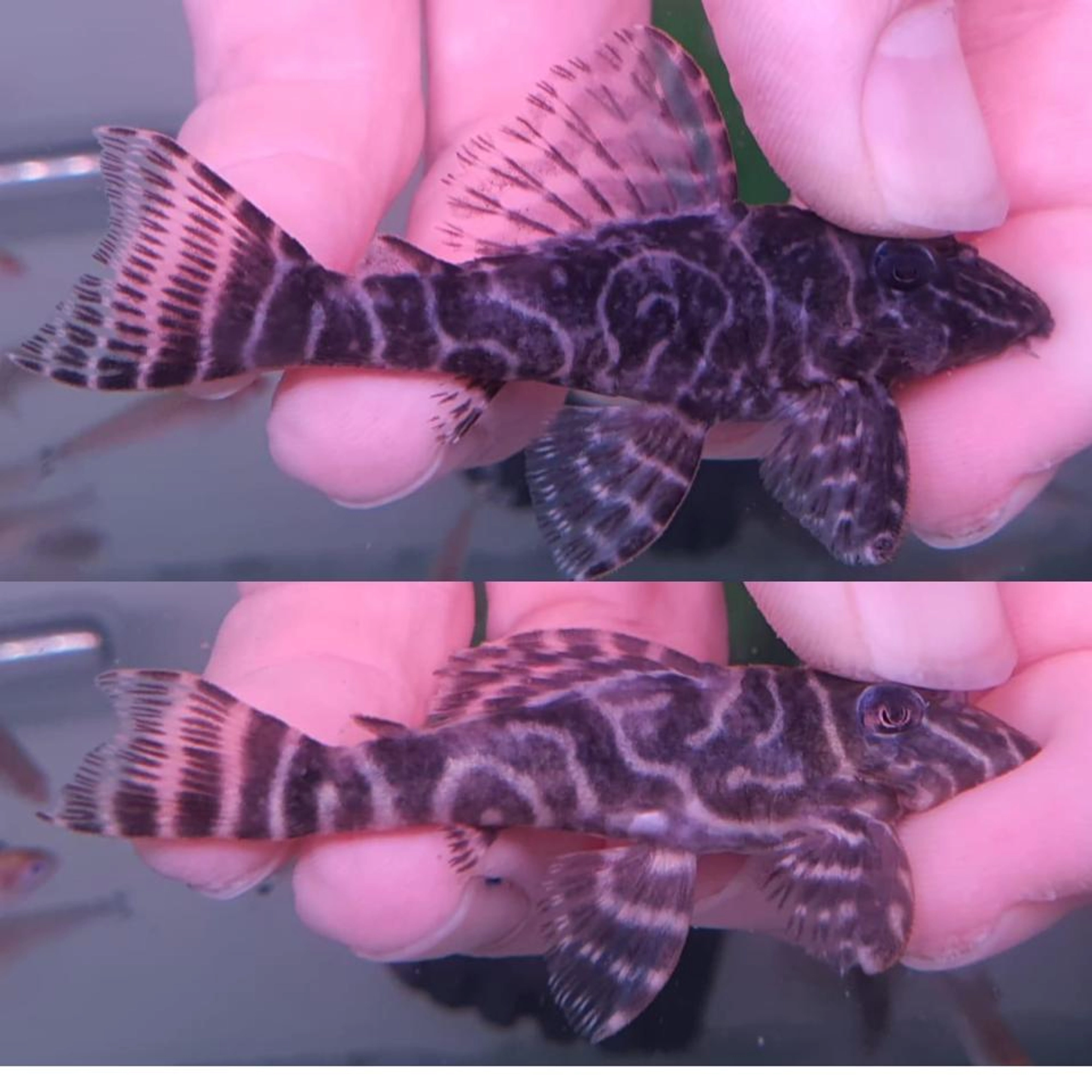 Buy L340 Mega Clown Plecos (6-8cm) x2 pairs | FishList by DesmondLim ...