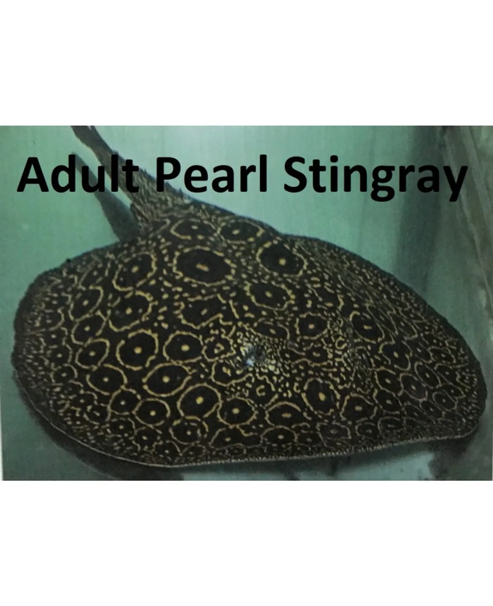 Pearl stingray care hotsell