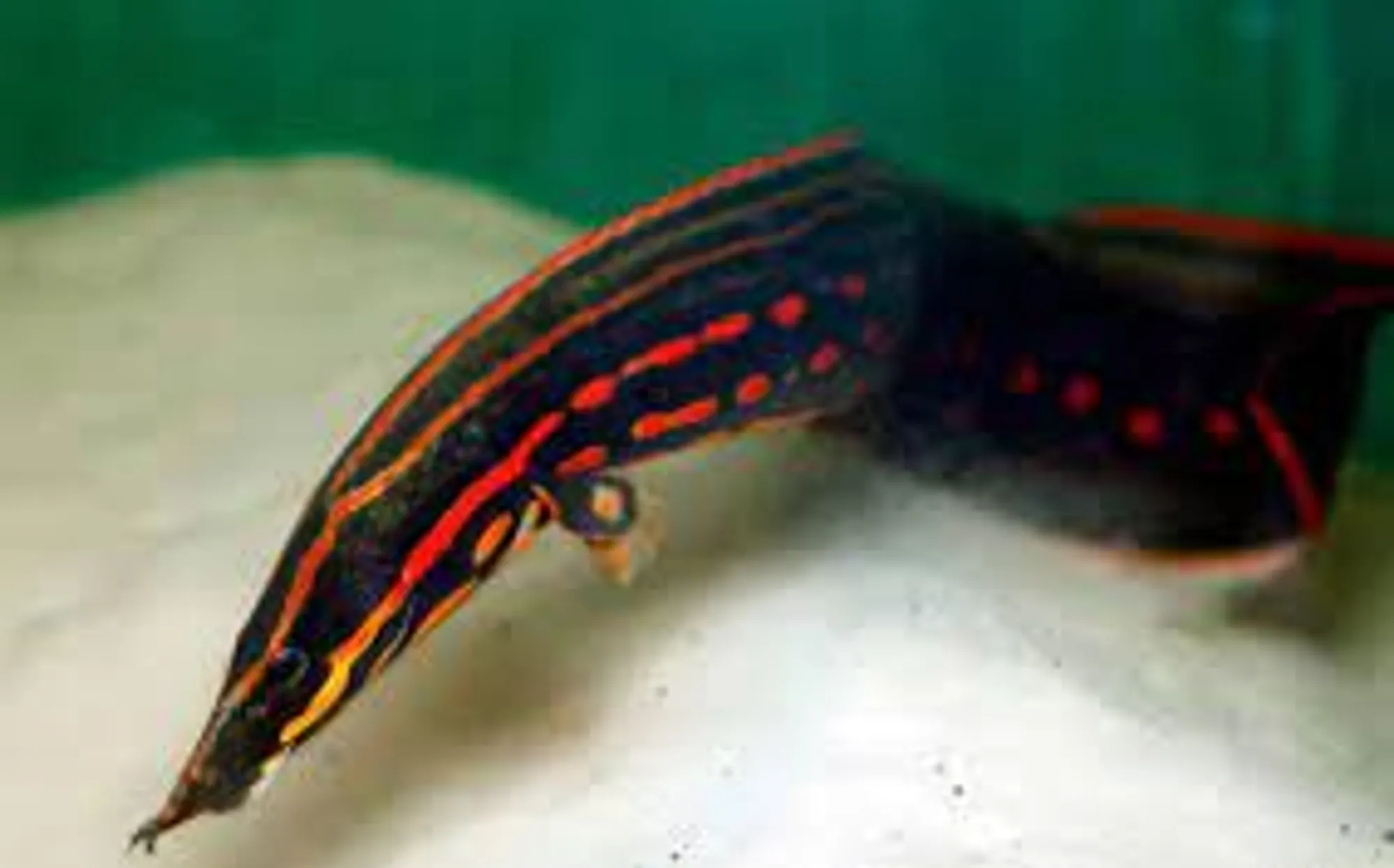 Buy Fire Eel 7 8 FishList by DesmondLim from Largest Online Aquarium Fish Store In Singapore