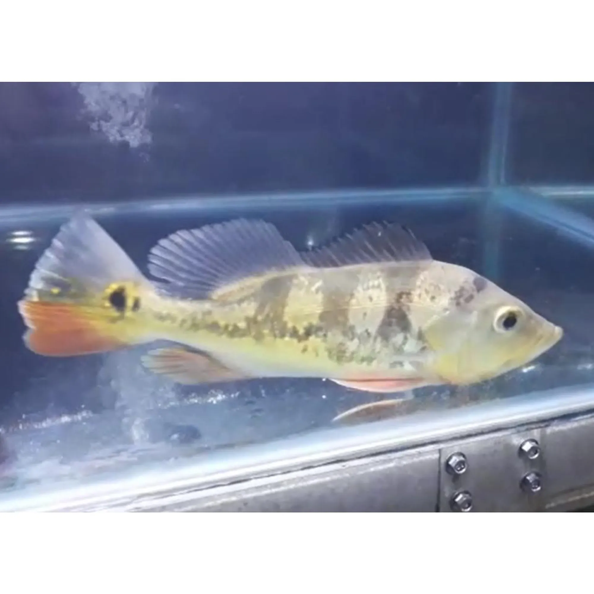 PeacockBassFishMounts_29-