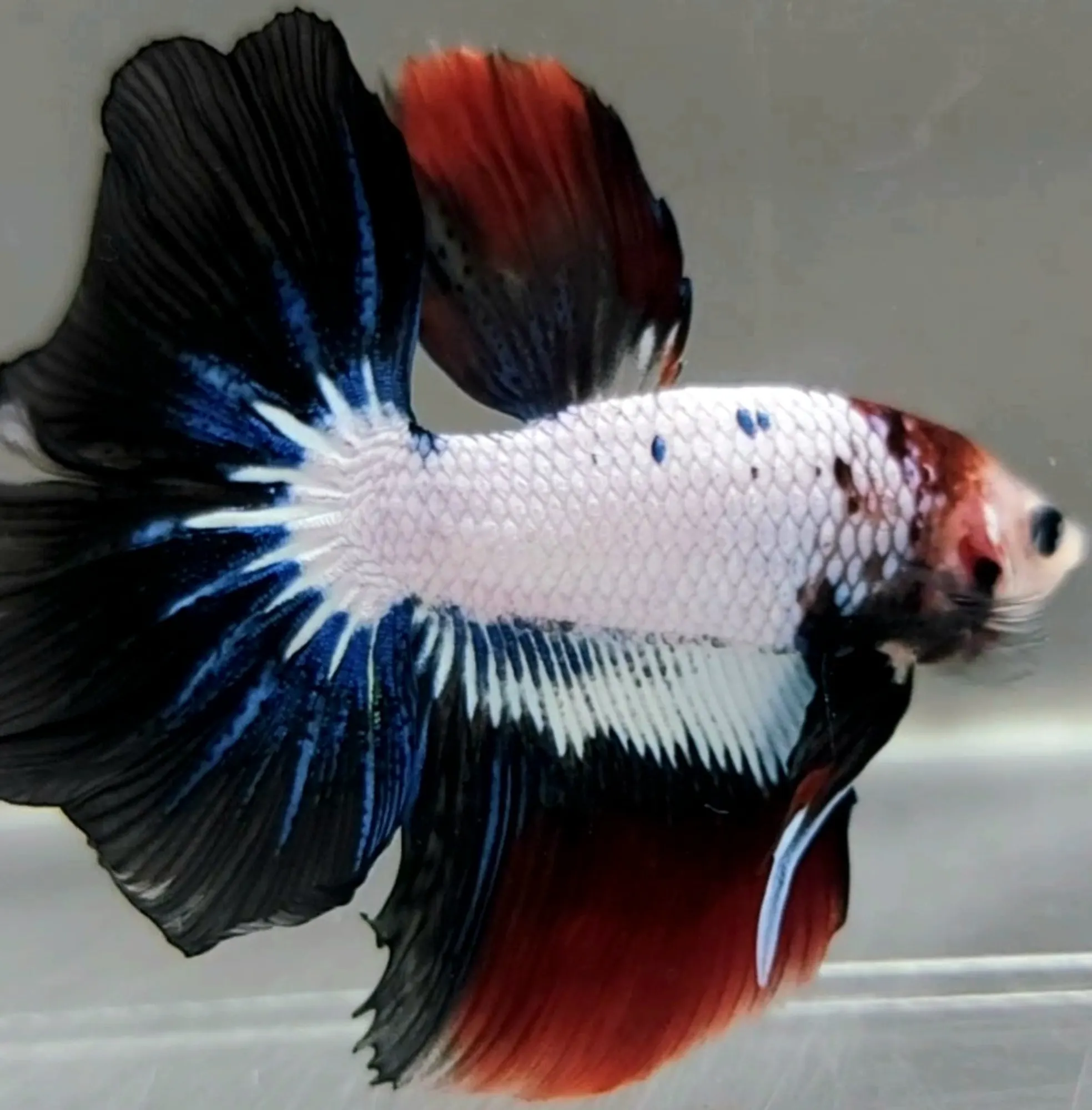 Betta fish shop near me best sale