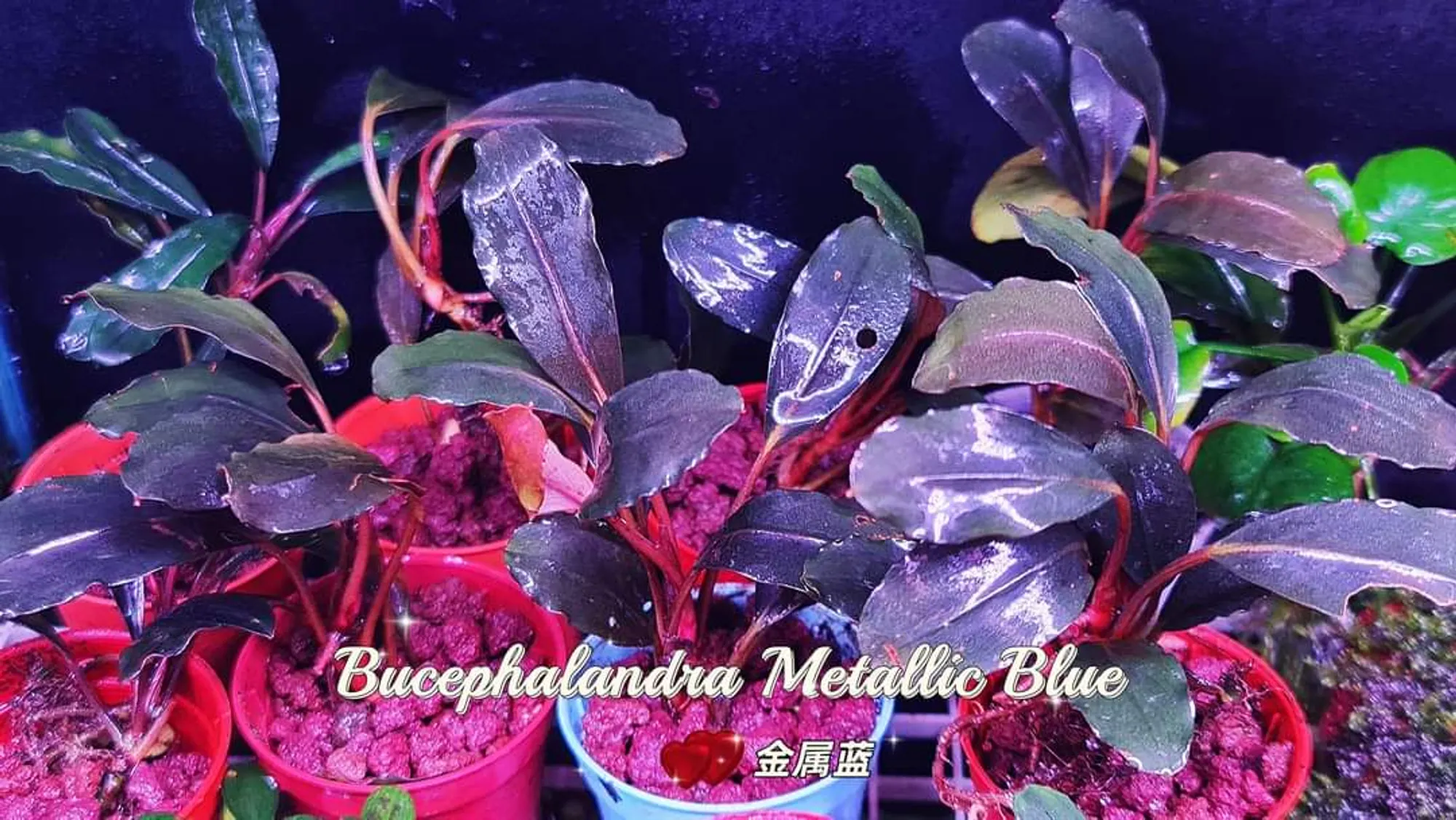 Buy Bucephalandra Metallic Blue | The 181 Aquarium from Largest 