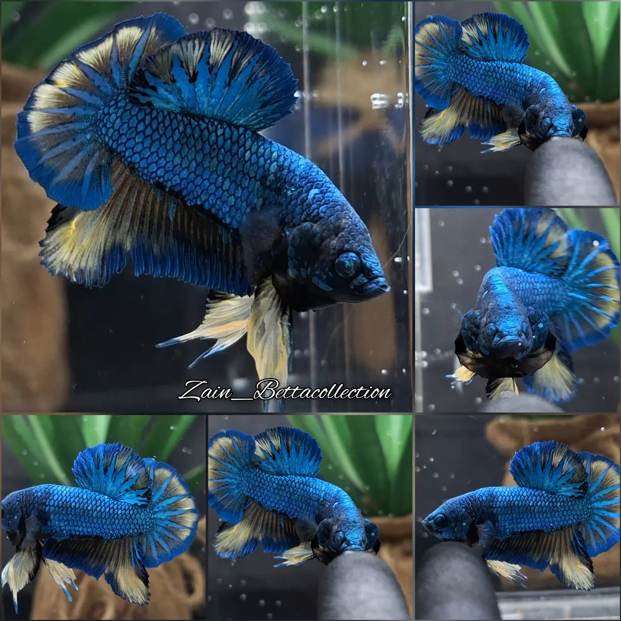 Buy Mustard Gas Blue Turquoise Dragon Betta Fish | Zain Betta from 