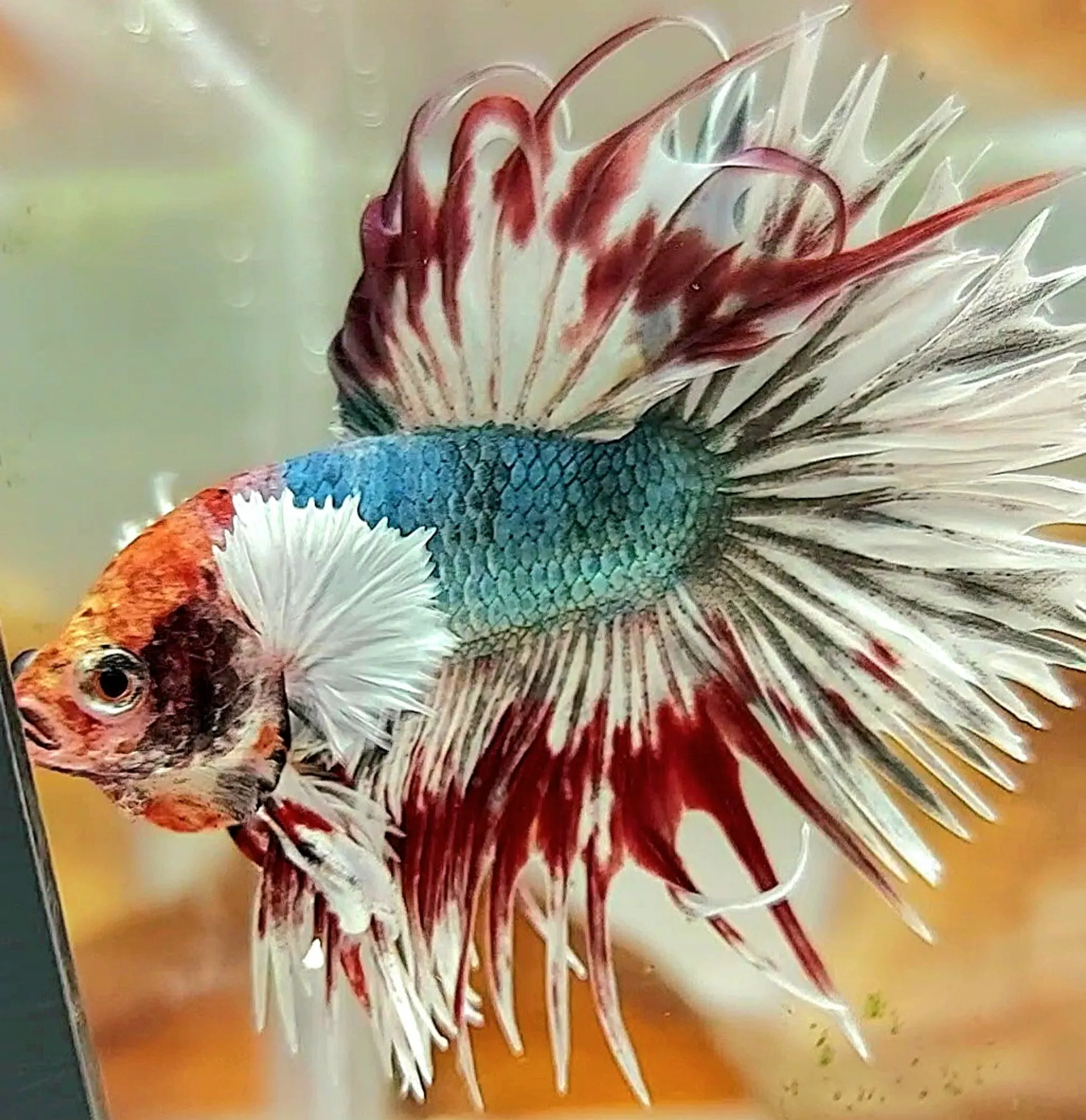 Betta fish shop online best sale