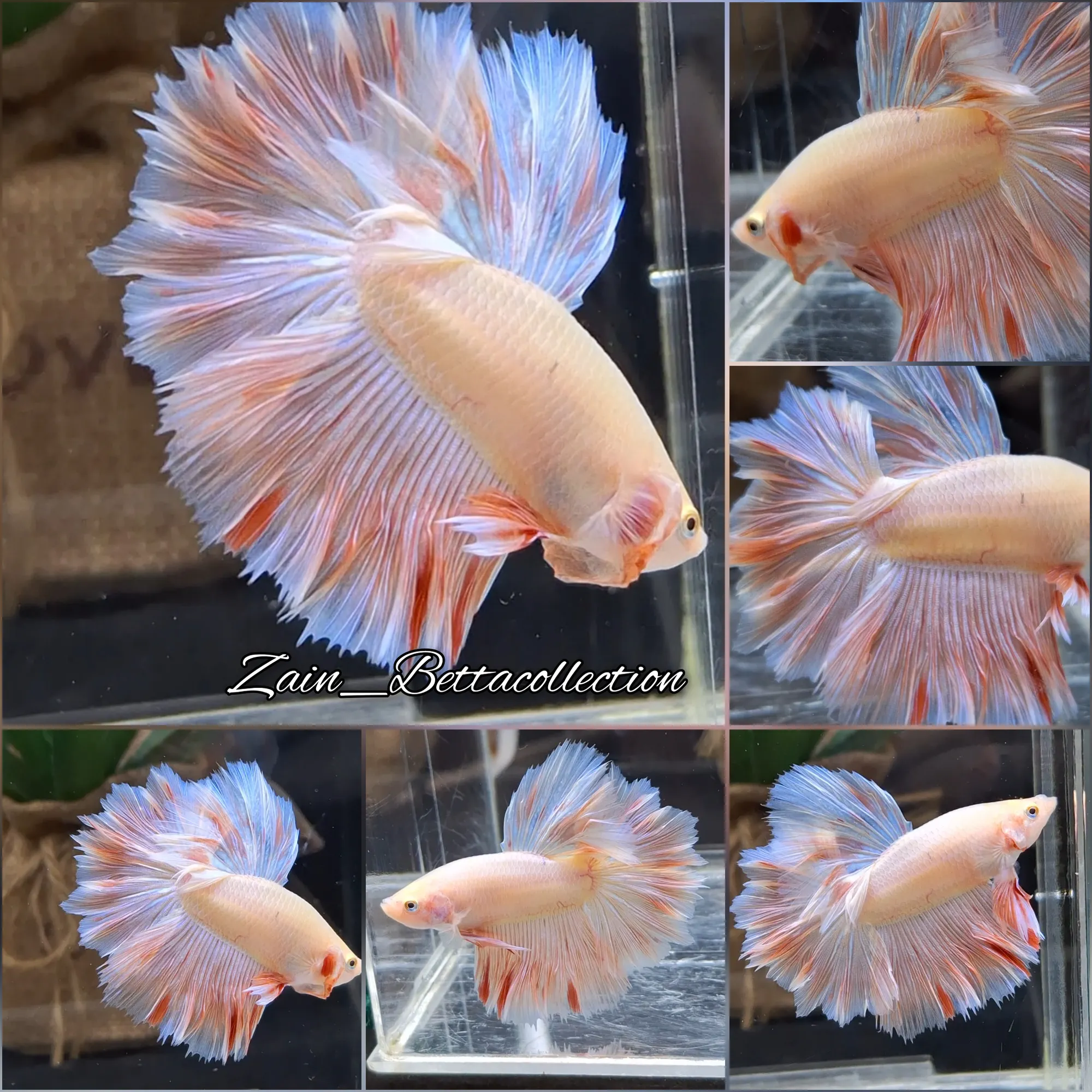 Buy Pink Sweet Color Halfmoon Rosetail Armagedon Betta Fish Zain Betta from Largest Online Aquarium Fish Store In Singapore