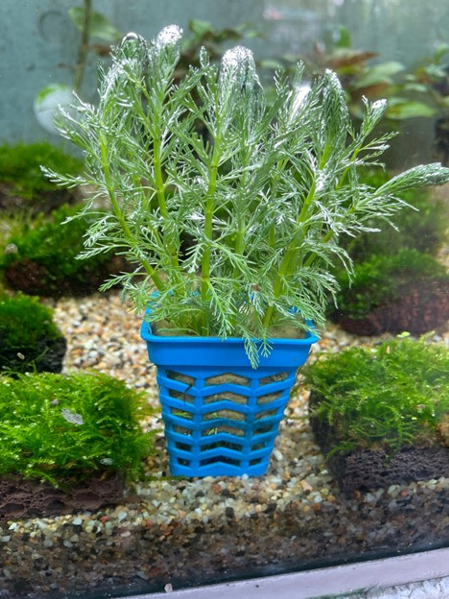 Buy Myriophyllum Procerpinacoides Capricorn Aquarium from Largest