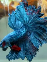 Betta fish hotsell royal blue