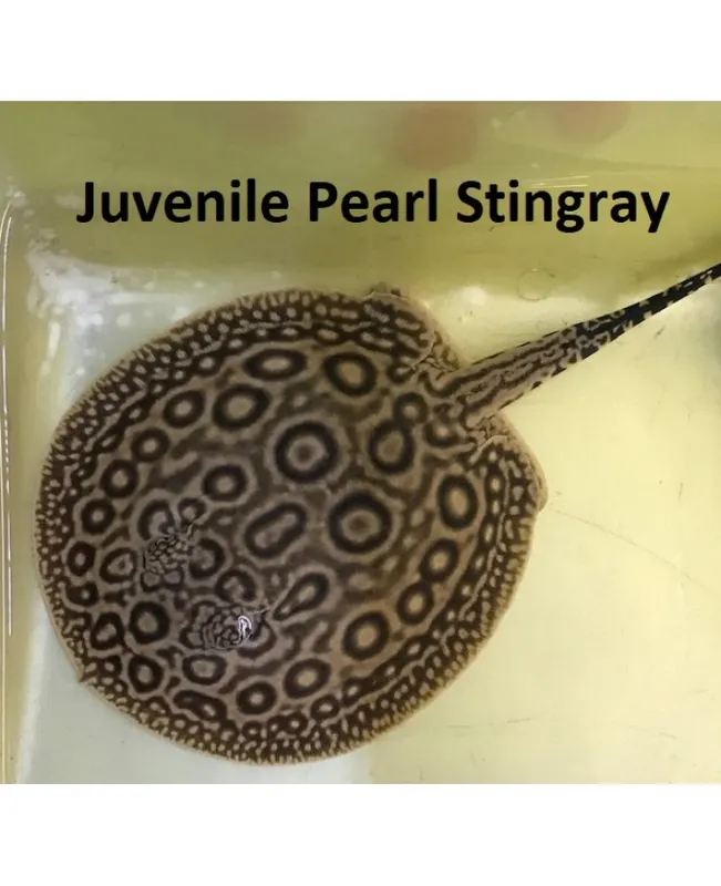 Pearl shop stingray care