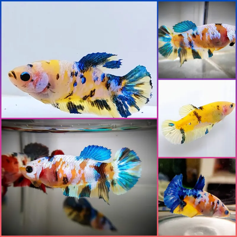 Harga shop betta fish