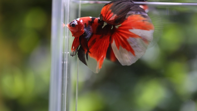 Feel Betta - HALFMOON RED KOI COPPER