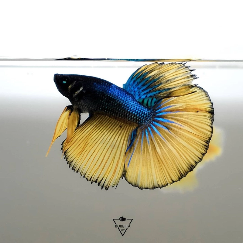 Mustard gas betta hot sale fish for sale