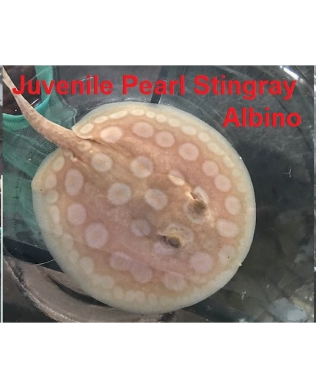 Pearl stingray outlet care