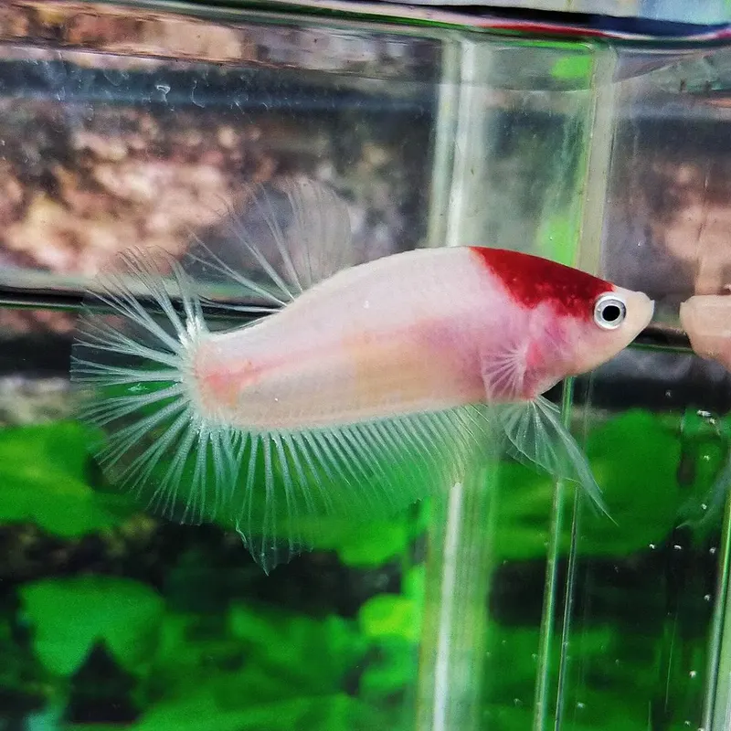 Strawberry betta best sale for sale