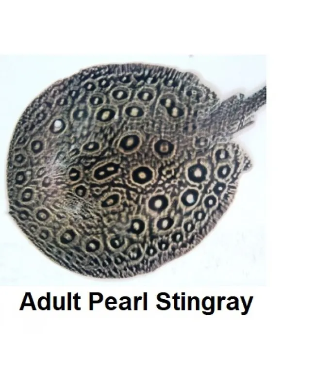 Pearl shop stingray care