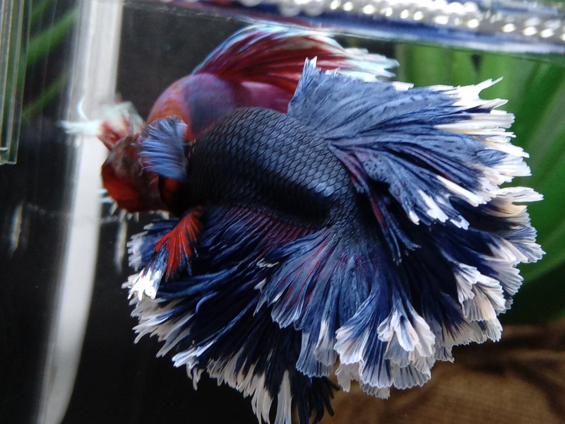 Blue Eye Black Emperor Tetra — Mastah Betta