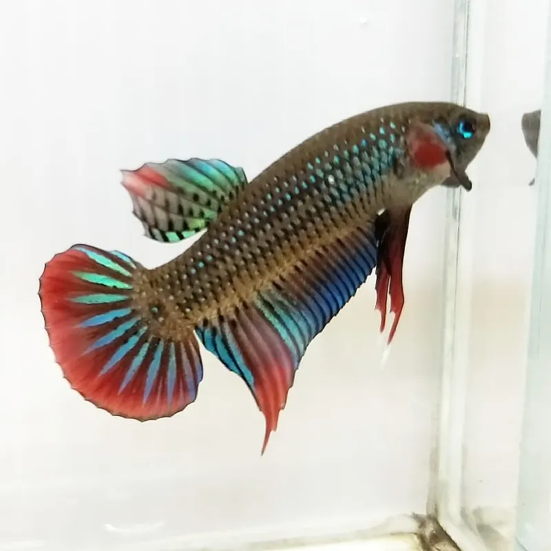 Betta imbellis 2024 for sale