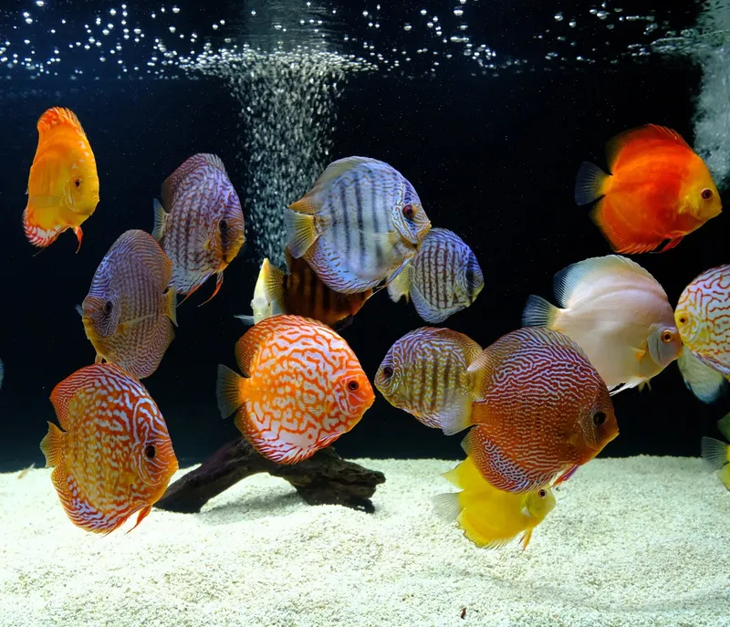 Discus community outlet tank