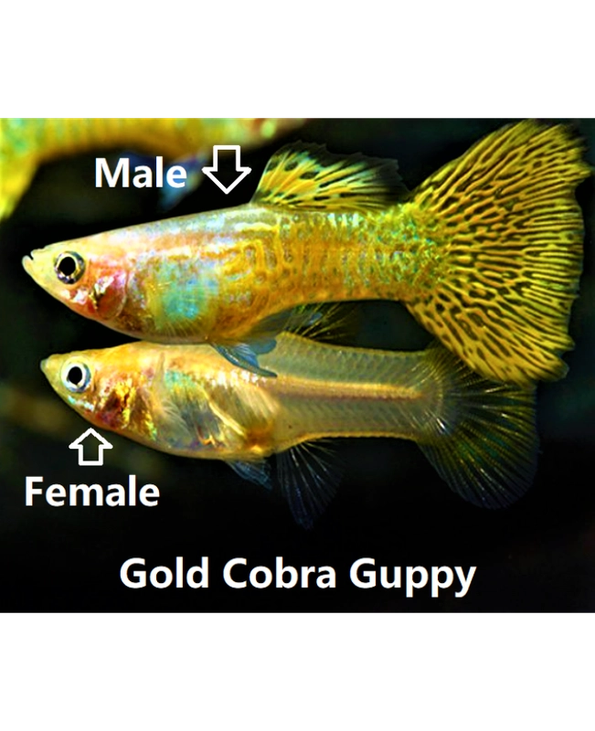 YELLOW TIGER KING COBRA SPECIAL GUPPY PAIR – GOLDEN DREAM AQUARIUM