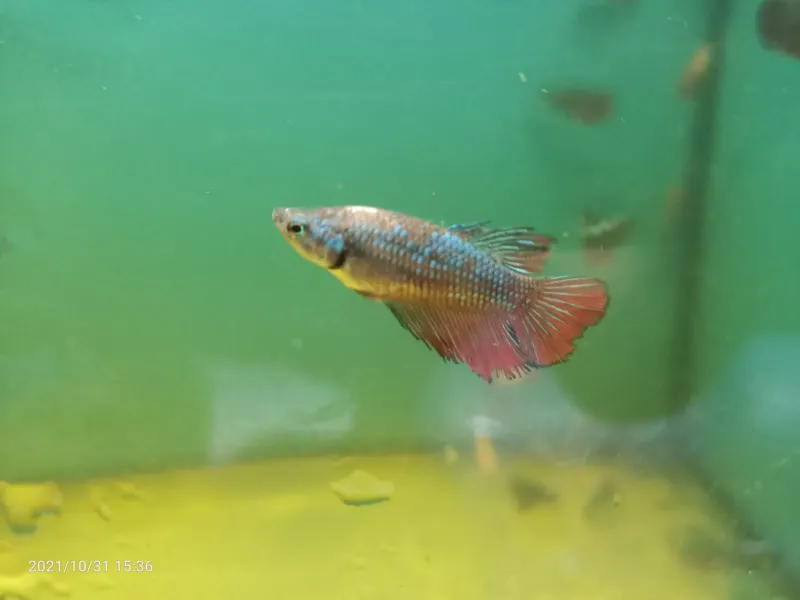 Assorted best sale female betta