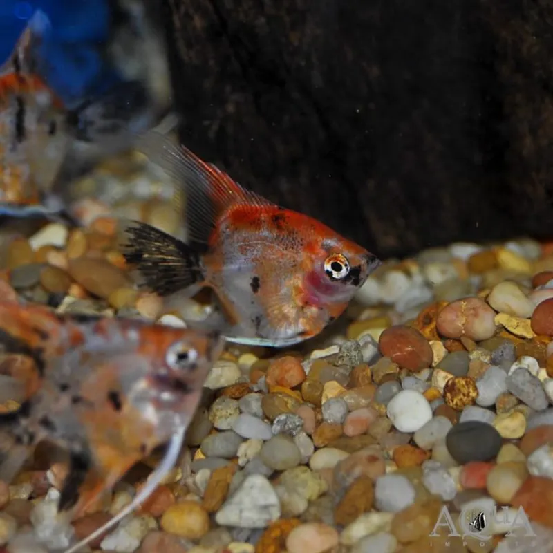 Red devil angelfish for sale hot sale
