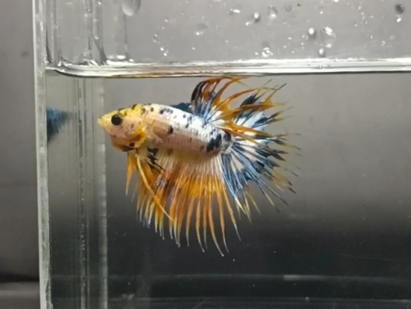 Combattant, Crowntail bicolor, 5-6cm