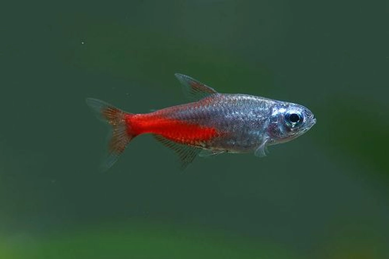 Diamond Head Neon Tetra. – Bay Bridge Aquarium