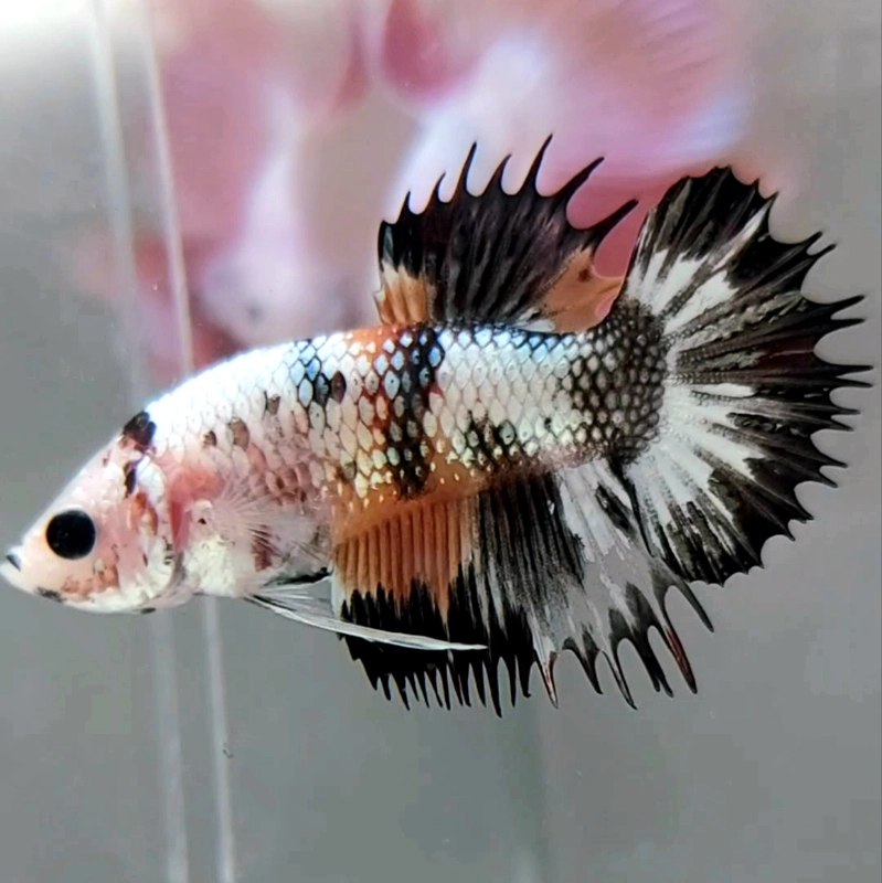 Koleksi Cupang Bandung - Crowntail Plakat Black Multicolor Copper Super  Rare Betta Fish