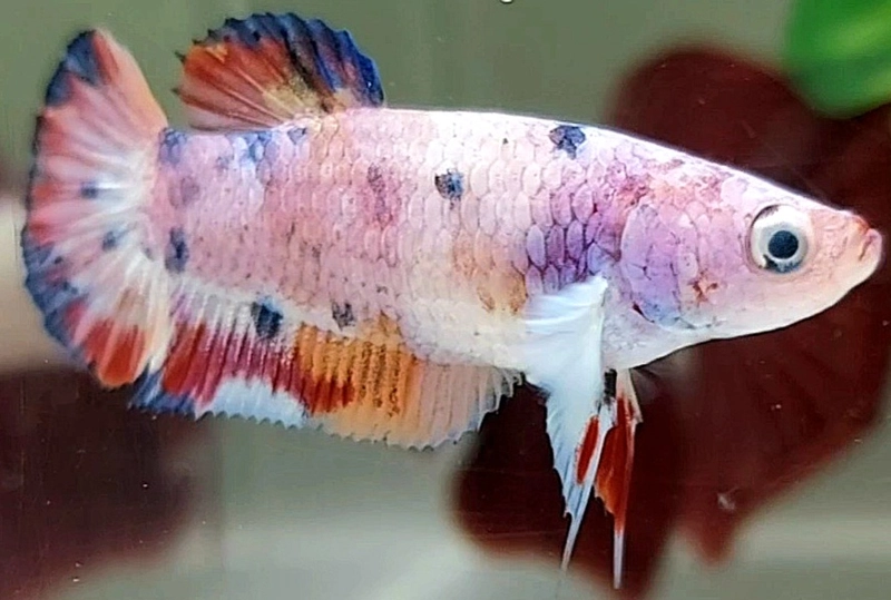 Pink sales female betta