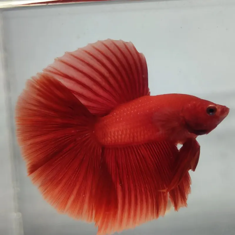 Cá Betta Super Red*