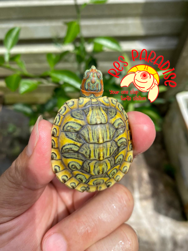 Buy Snails, Crays & Other Shellfish For Aquarium At Largest Online Fish