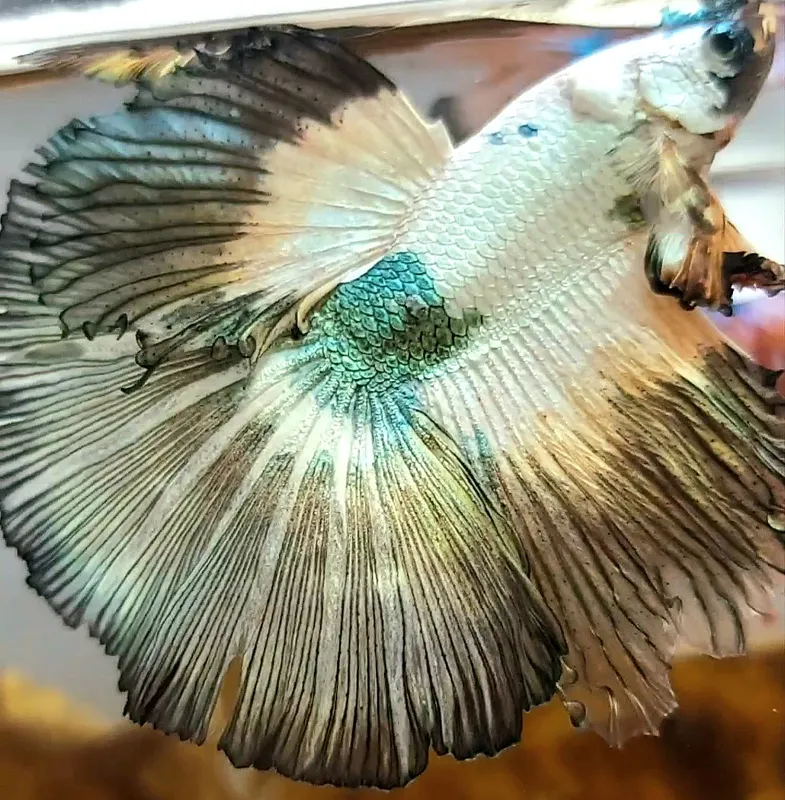 Rosetail female hot sale betta