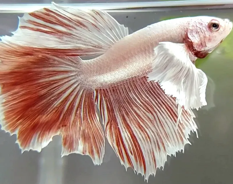 Dumbo best sale betta fish