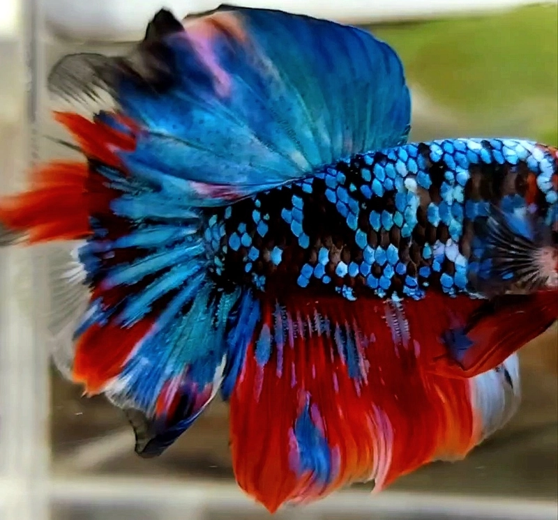 Super Red Halfmoon Betta - Male B - $35.00