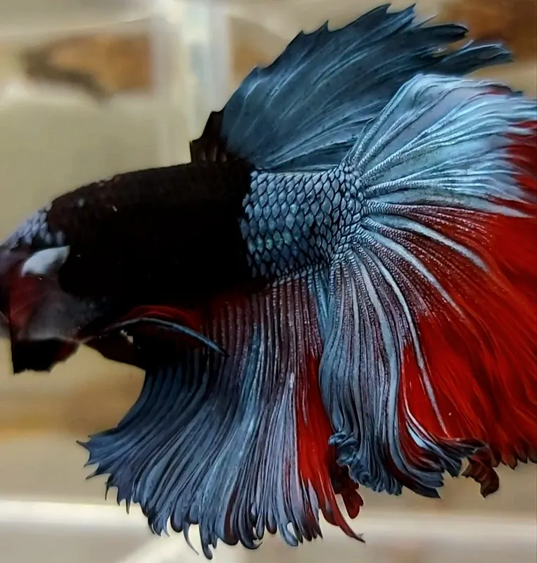 Female best sale rosetail betta